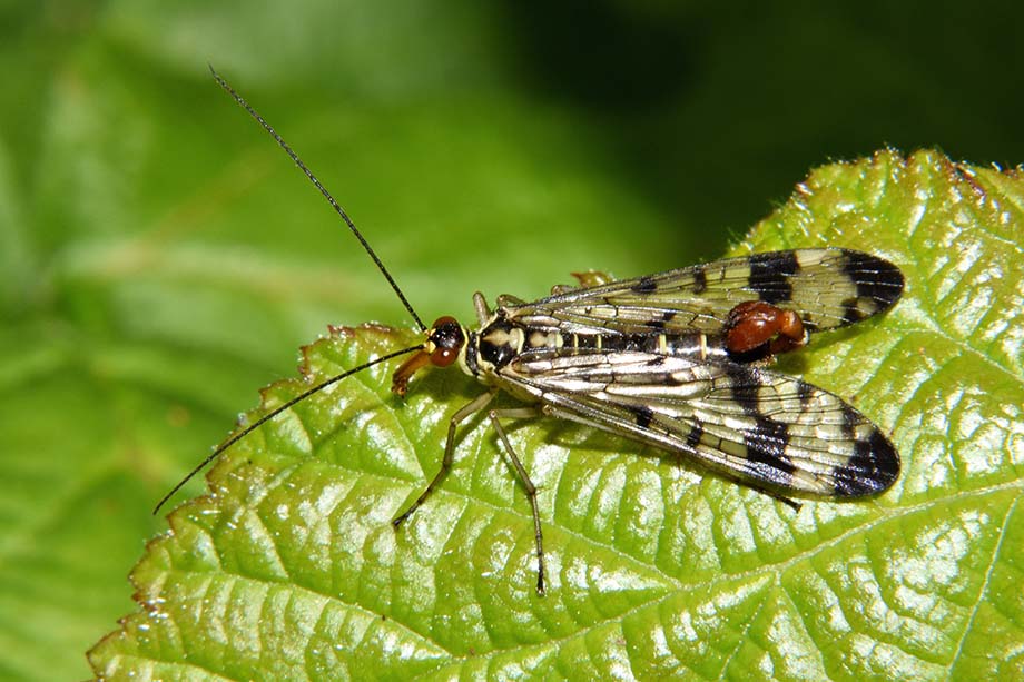 Panorpa gr. cognata, maschio e Panorpa communis,  maschio e femmina