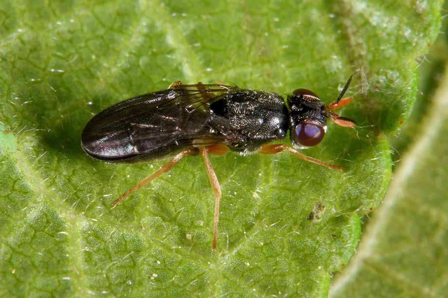 Chyliza extenuata (Psilidae)
