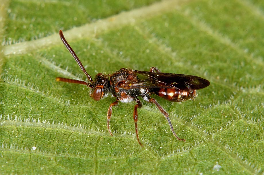 Apidae: Nomada distinguenda, femmina (cfr.)