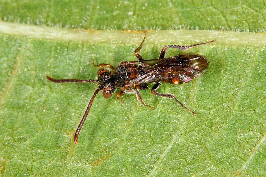 Apidae: Nomada distinguenda, femmina (cfr.)