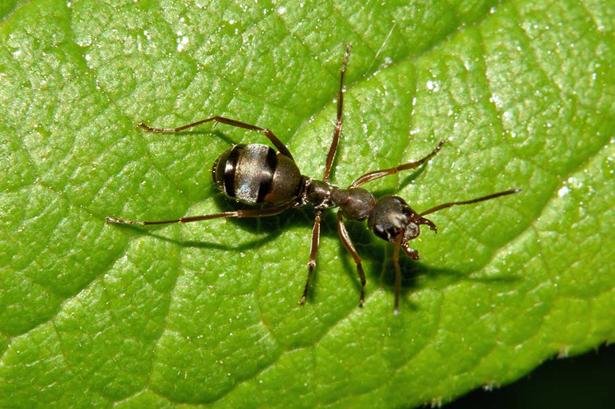 Formica (Serviformica) cfr. cunicularia