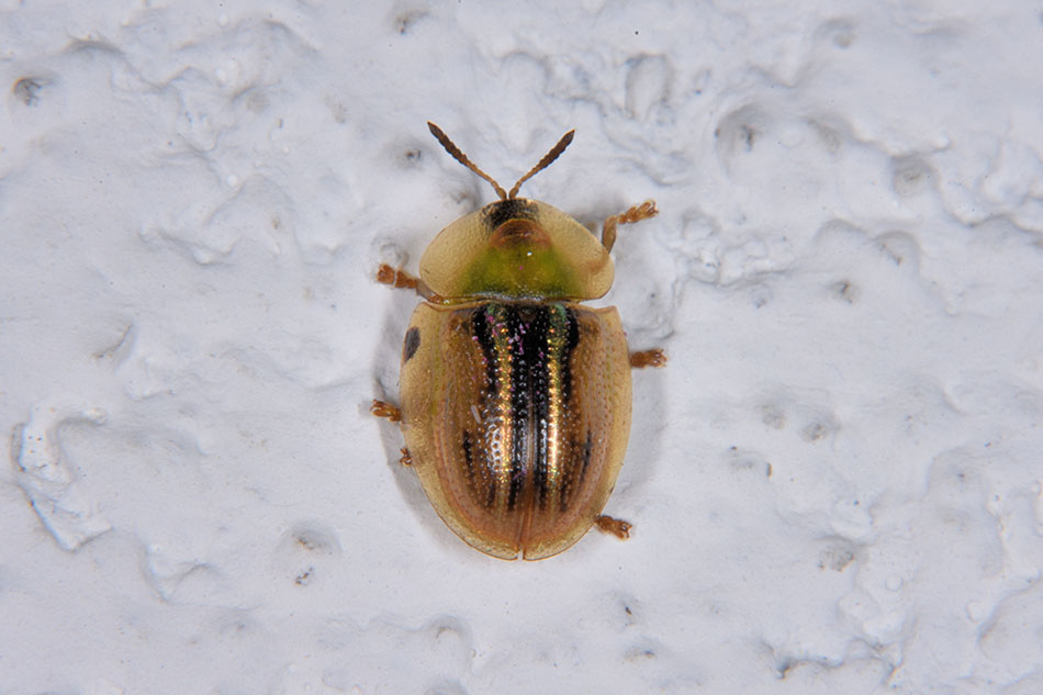 Cassida vittata? No, Cassida nobilis, Chrysomelidae