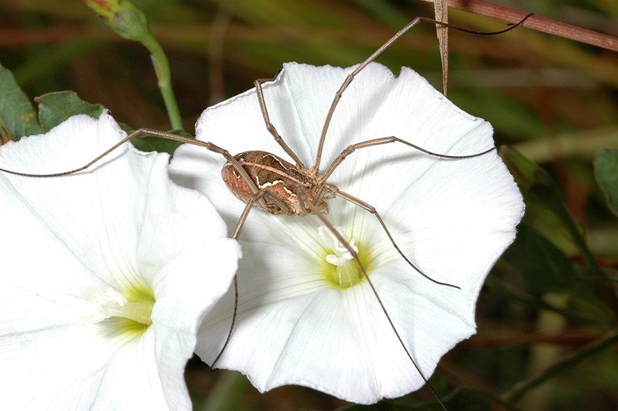 Metaphalangium cirtanum?....Metaphalangium sp.