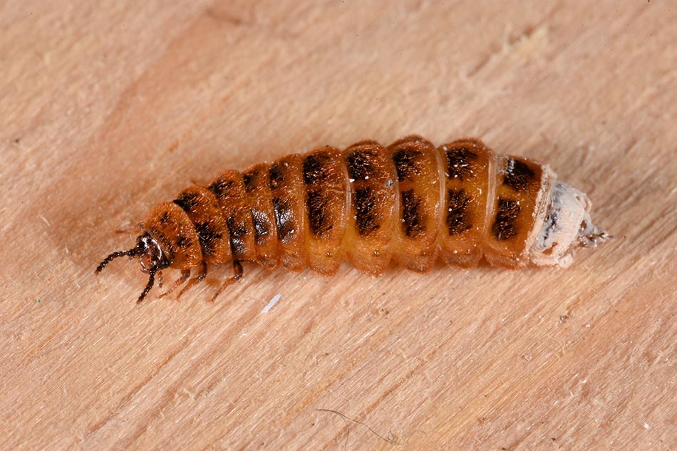 Sfarfallamento di femmina di Drilus flavescens