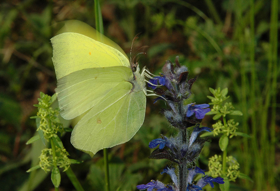 Gonepteryx rhamni, Pieridae