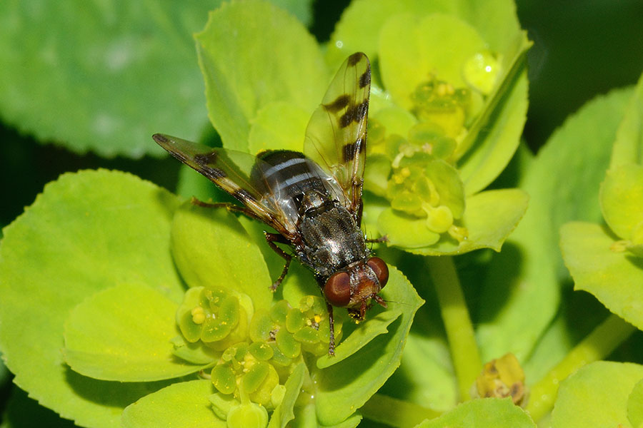 Identificazione dittero