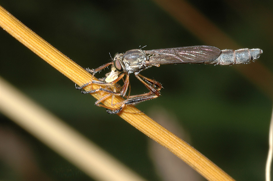 Leptogaster?