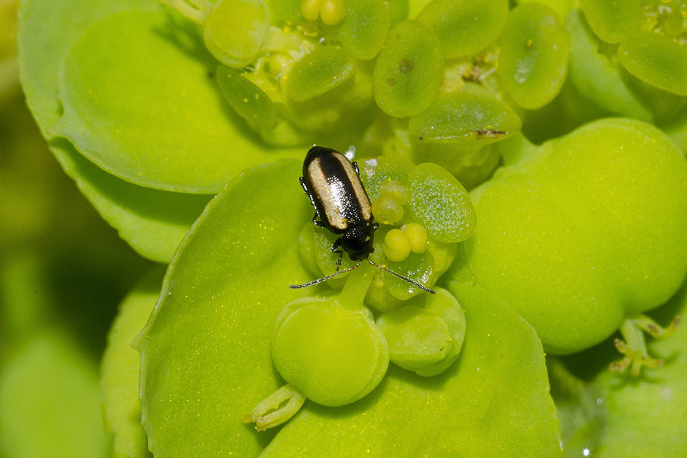 Phyllotreta undulata? No, Phyllotreta vittula, Chrysomelidae