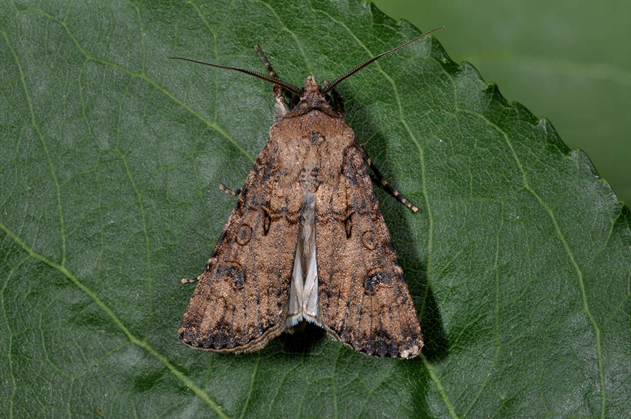 Agrotis segetum