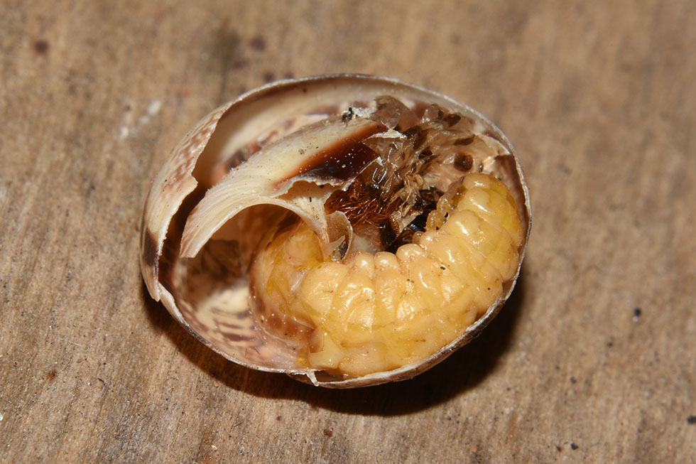 Drilus flavescens