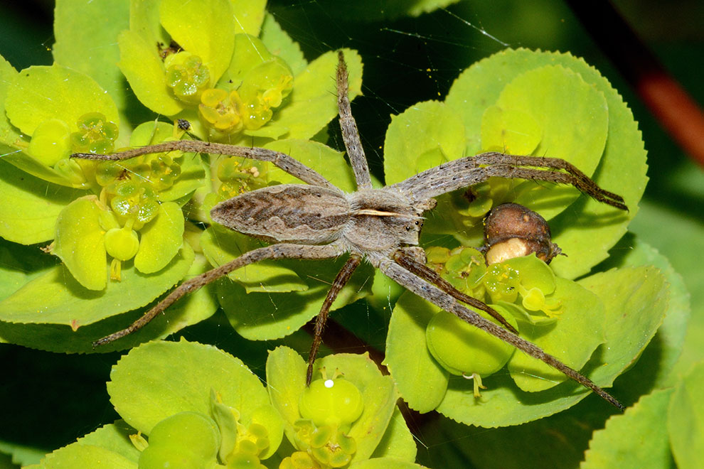 Pisaura sp. - Cascina (PI)