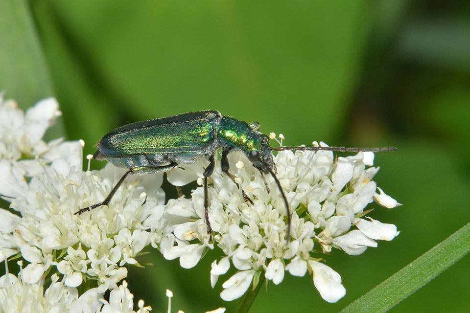 Oedemeridae: Anogcodes seladonius alpinus, femmina concolore