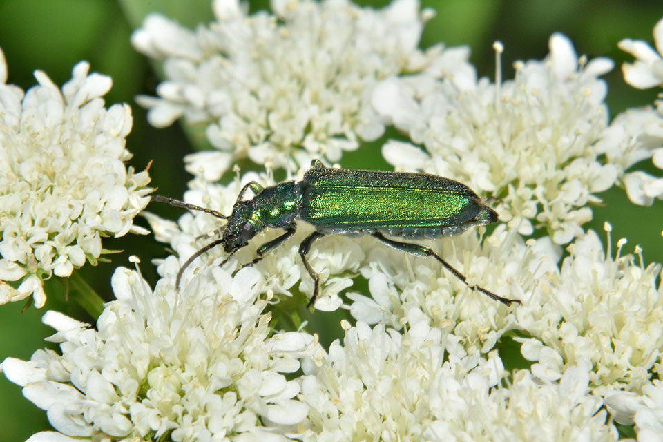 Oedemeridae: Anogcodes seladonius alpinus, femmina concolore