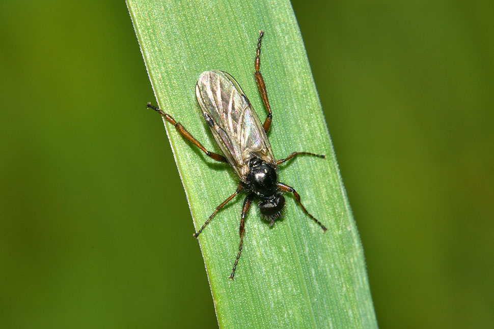 maschio di Bibionidae