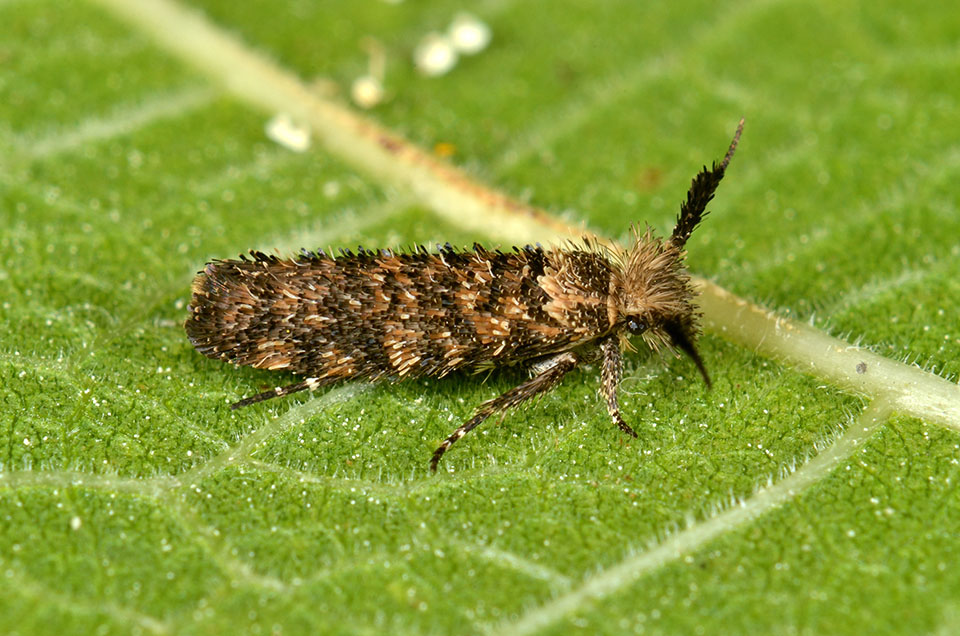 Ypsolophidae: Ochsenheimeria taurella