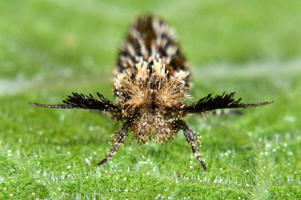 Ypsolophidae: Ochsenheimeria taurella