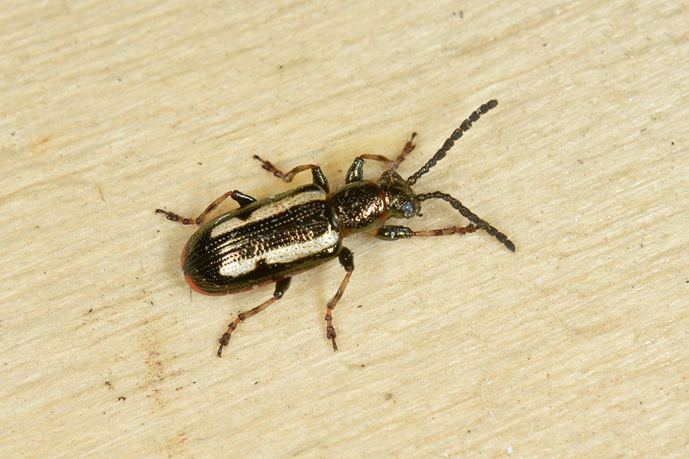 Crioceris macilenta, Chrysomelidae