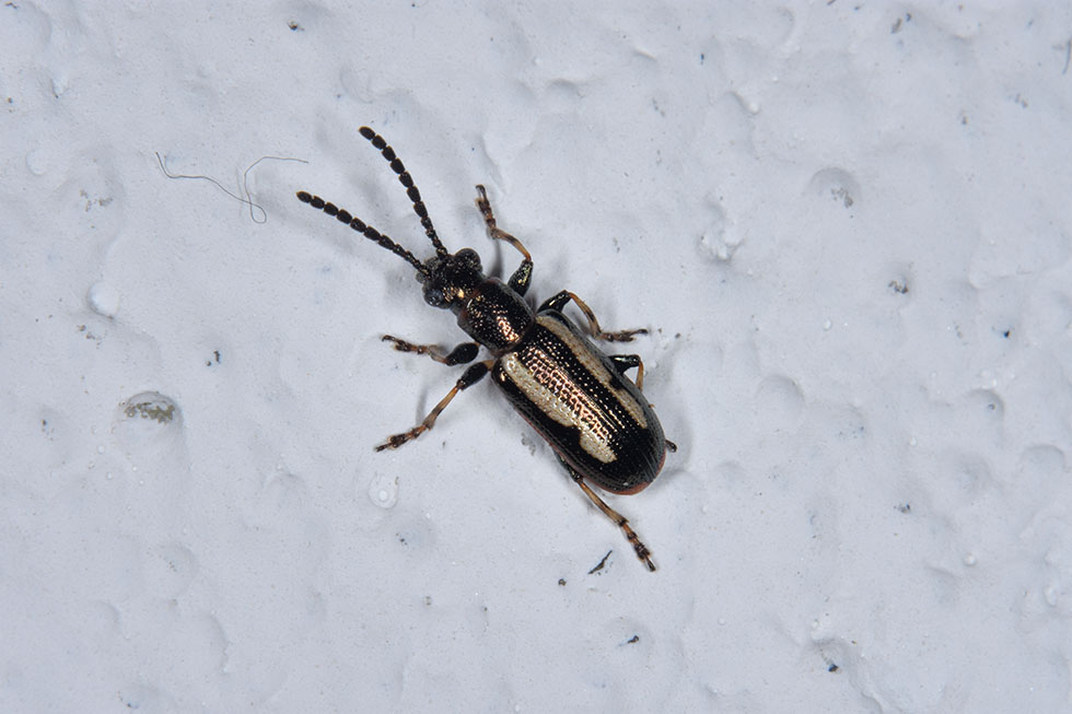 Crioceris macilenta, Chrysomelidae