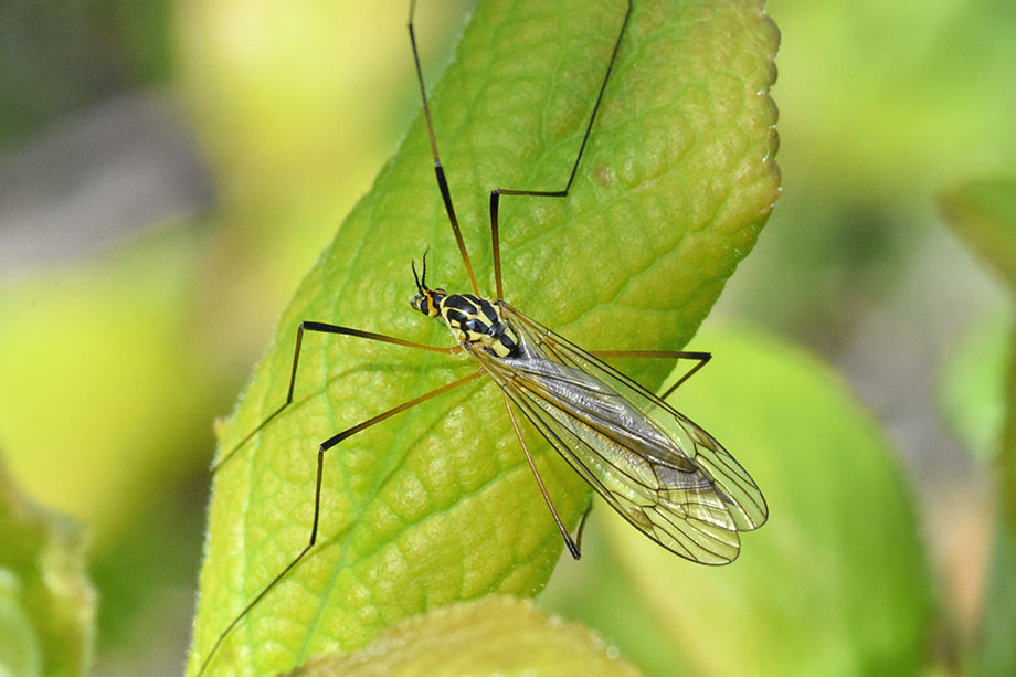 Nephrotoma sp. (Tipulidae)