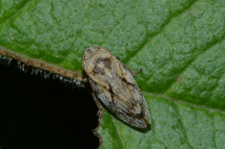Philaenus spumarius?