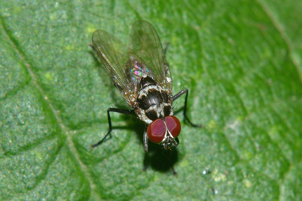 Anthomyia cfr. quinquemaculata