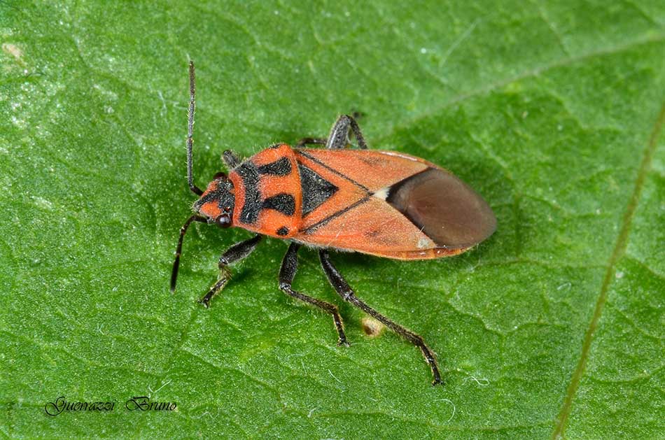 Lygaeidae: Graptostethus servus ninfa/adulto di Toscana (PI)