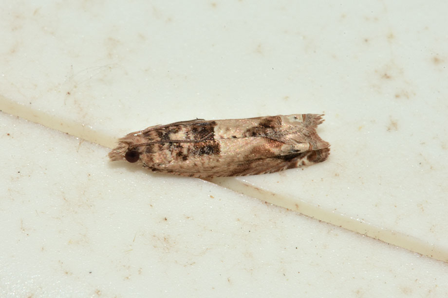 Id Tortricidae - Crocidosema plebejana