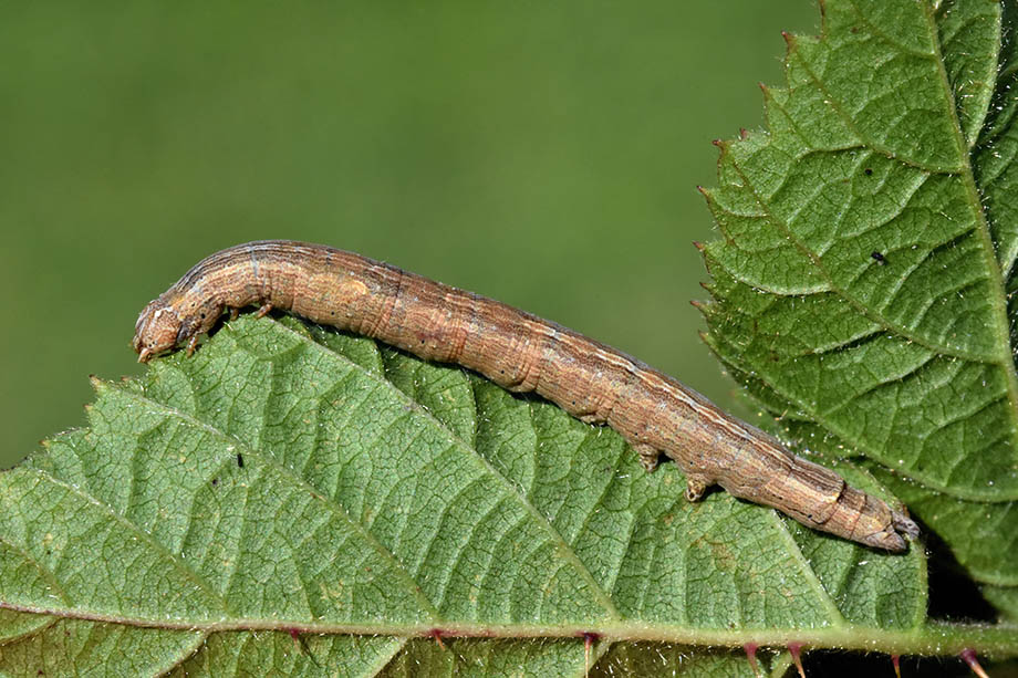 Id. bruco geometride. No, Erebidae: Dysgonia algira