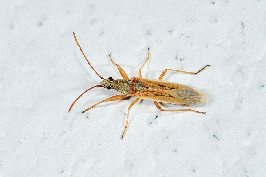 Lygaeidae: Paromius gracilis
