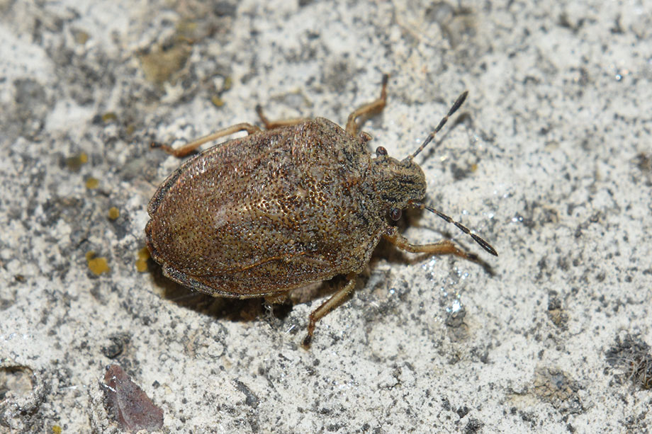 Pentatomidae: Podops inunctus della Toscana (PI)