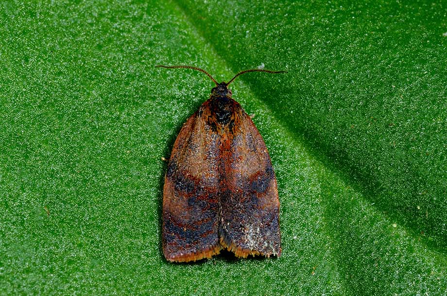 Identificazione Tortricidae: Cacoecimorpha pronubana