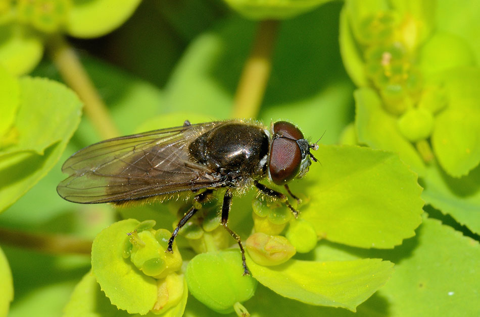Cheilosia sp. maschio (Syrphidae)