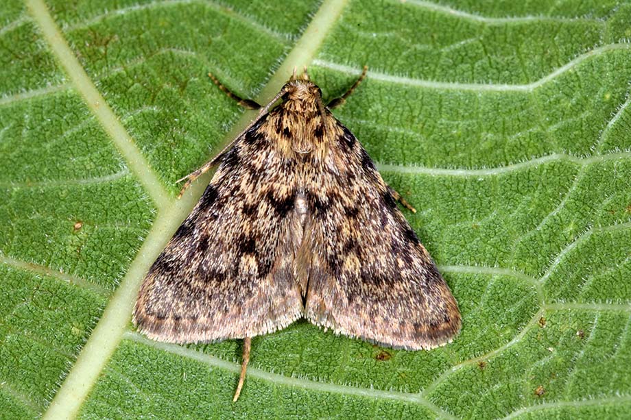 Identificazione falena - Aglossa pinguinalis