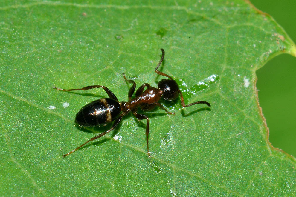 Camponotus truncatus, operaia minore, Formicidae