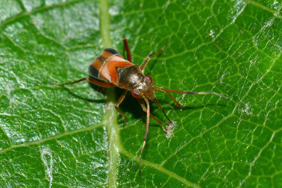 Pilophorus perplexus