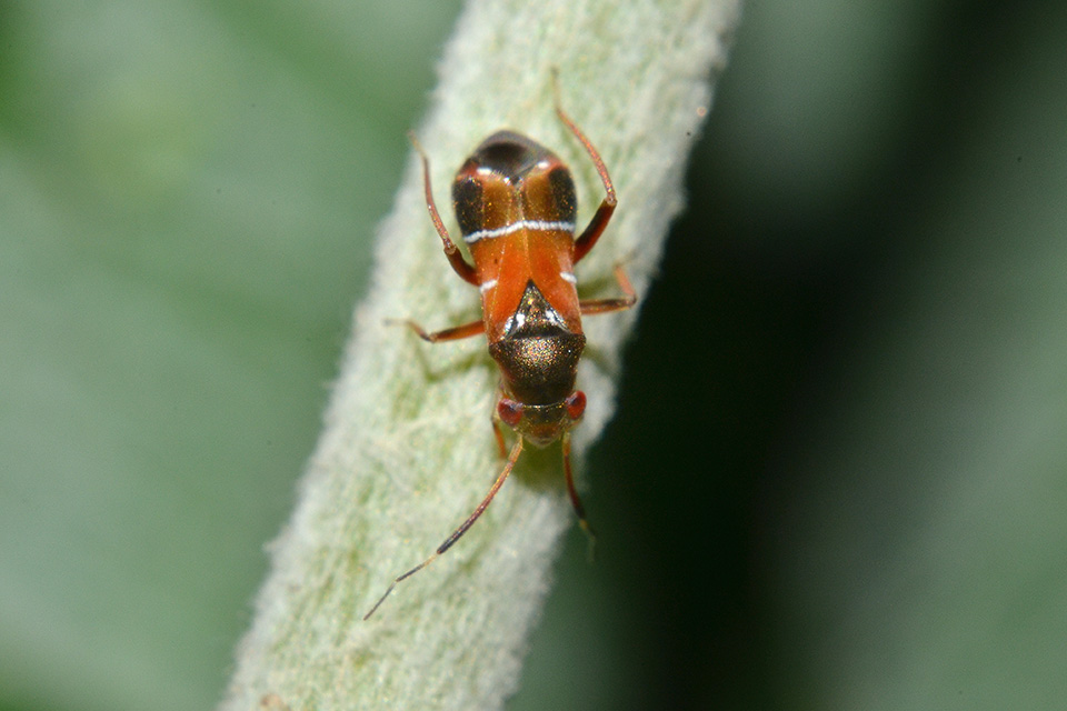 Pilophorus perplexus