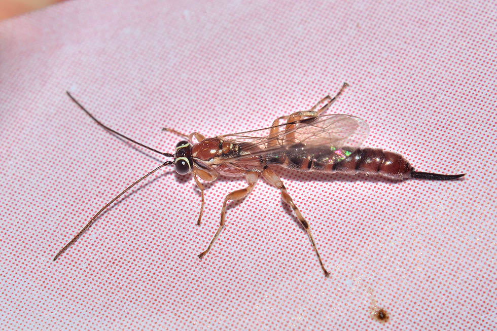 Ichneumonidae?  S,  Clistopyga incitator