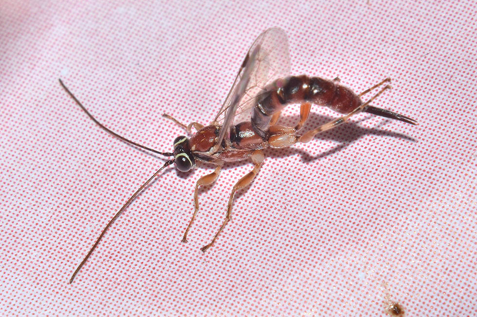 Ichneumonidae?  S,  Clistopyga incitator