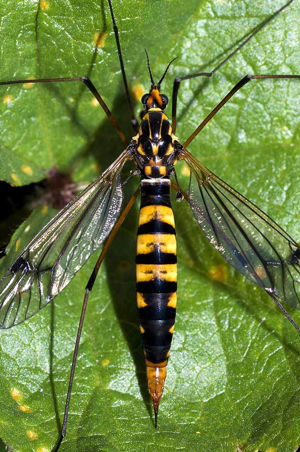 Tipulidae: Nephrotoma crocata, femmina