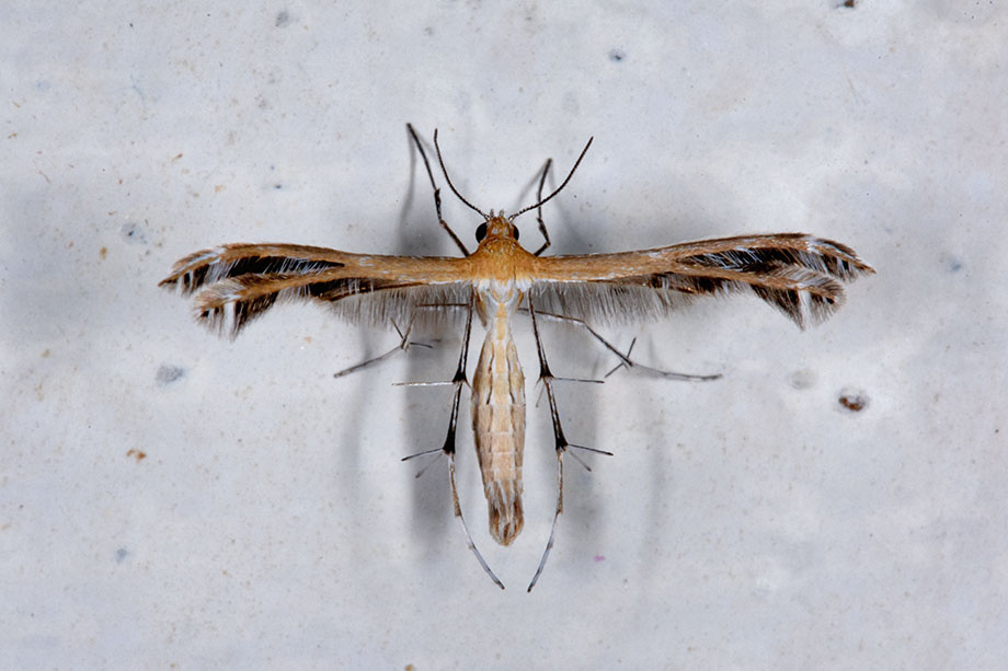 Identificazione Pterophoridae - Stangeia siceliota