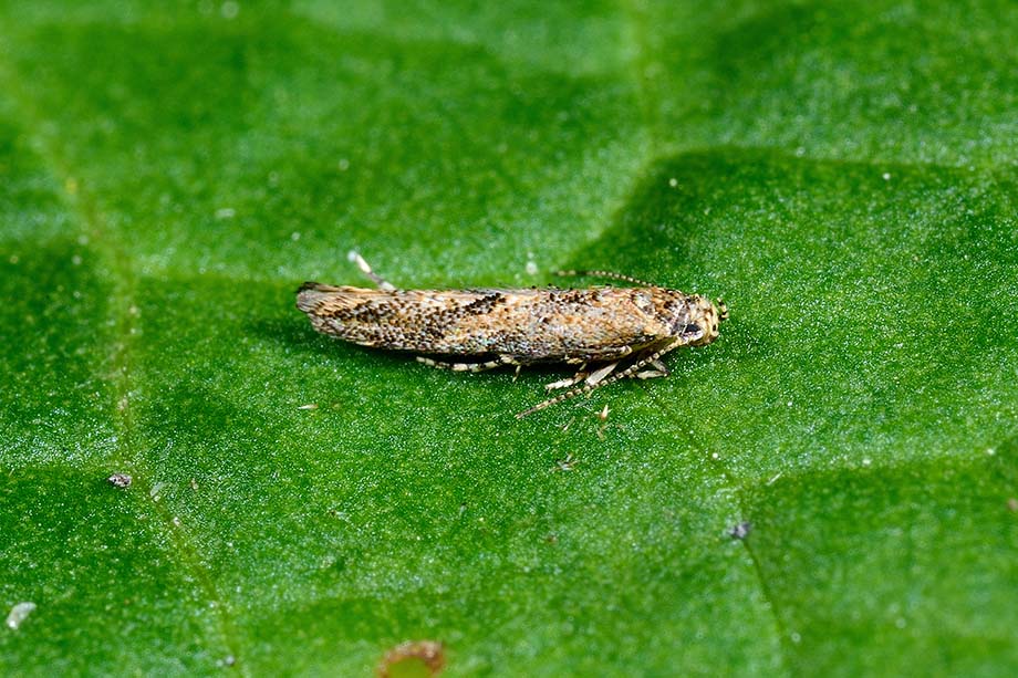 Coccidiphila sp., Cosmopterigidae