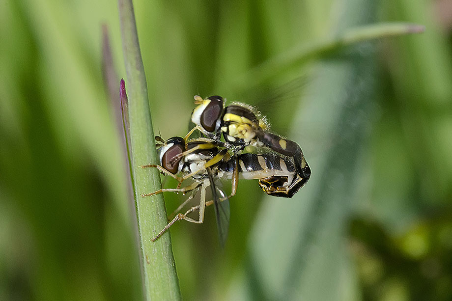 Sphaerophoria sp. (Syrphidae)
