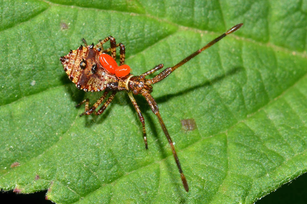 Bella neanide parassitata_Coreidae: Coreus marginatus