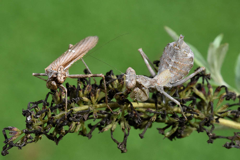 Accoppiamento e pasto di Ameles spallanzania