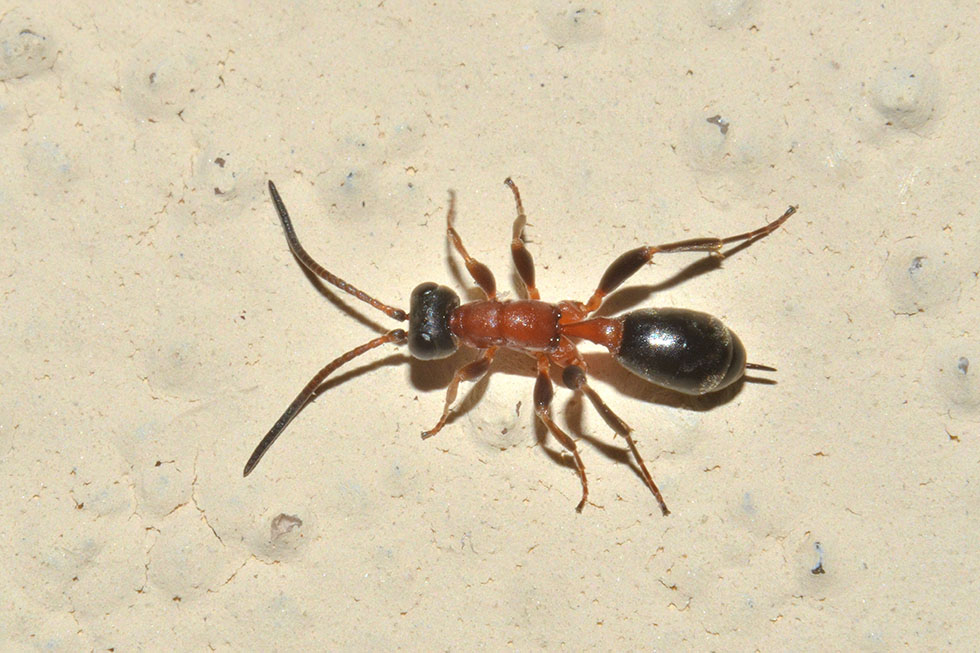 Ichneumonidae?