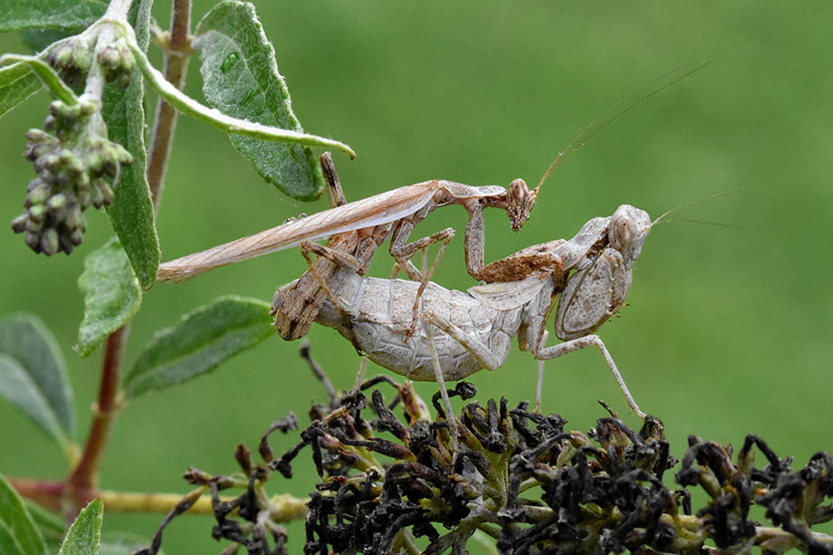 Accoppiamento e pasto di Ameles spallanzania