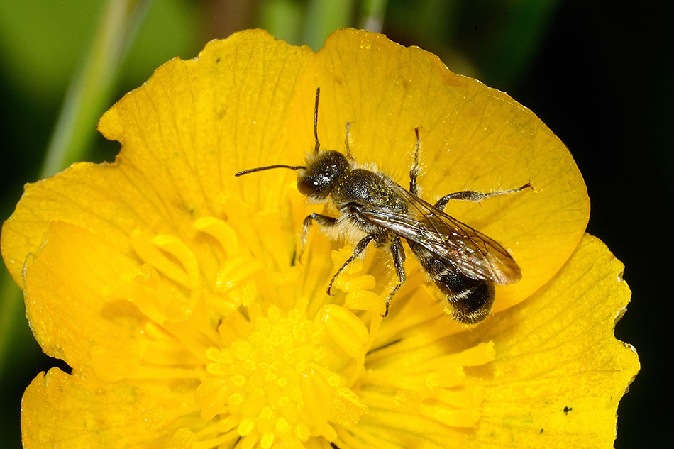 Maschio di Chelostoma cfr. florisomne (Apidae Megachilinae)