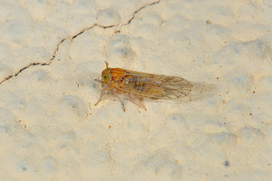 Delphacidae da ID  Toscana