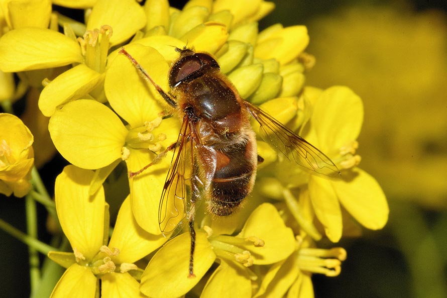 Eristalis pertinax?  S !