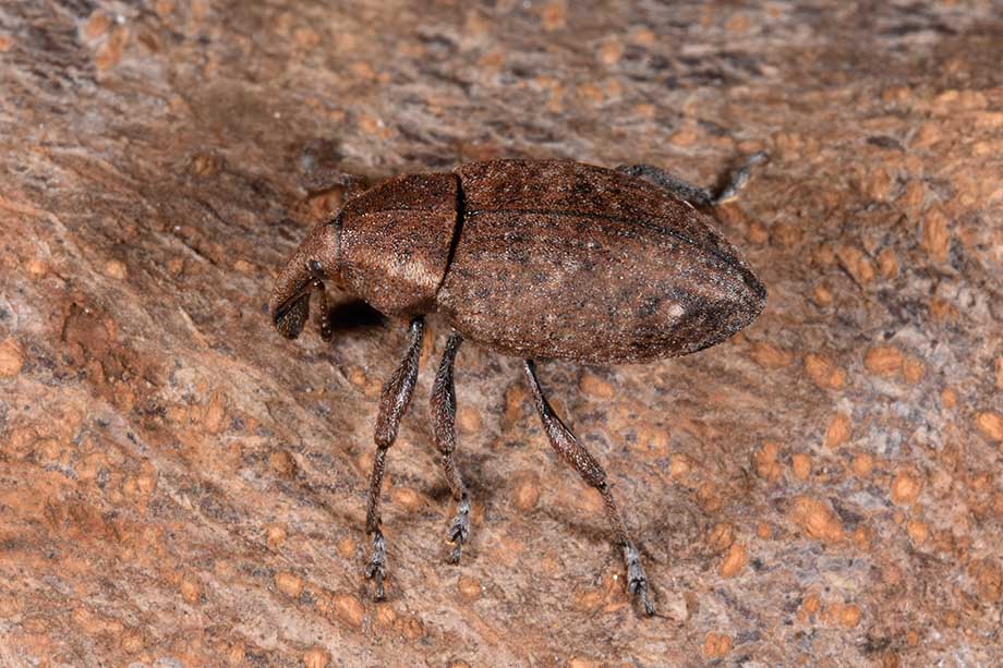 Curculionidae: Lepyrus armatus